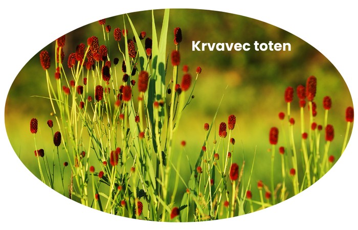 Krvavec toten